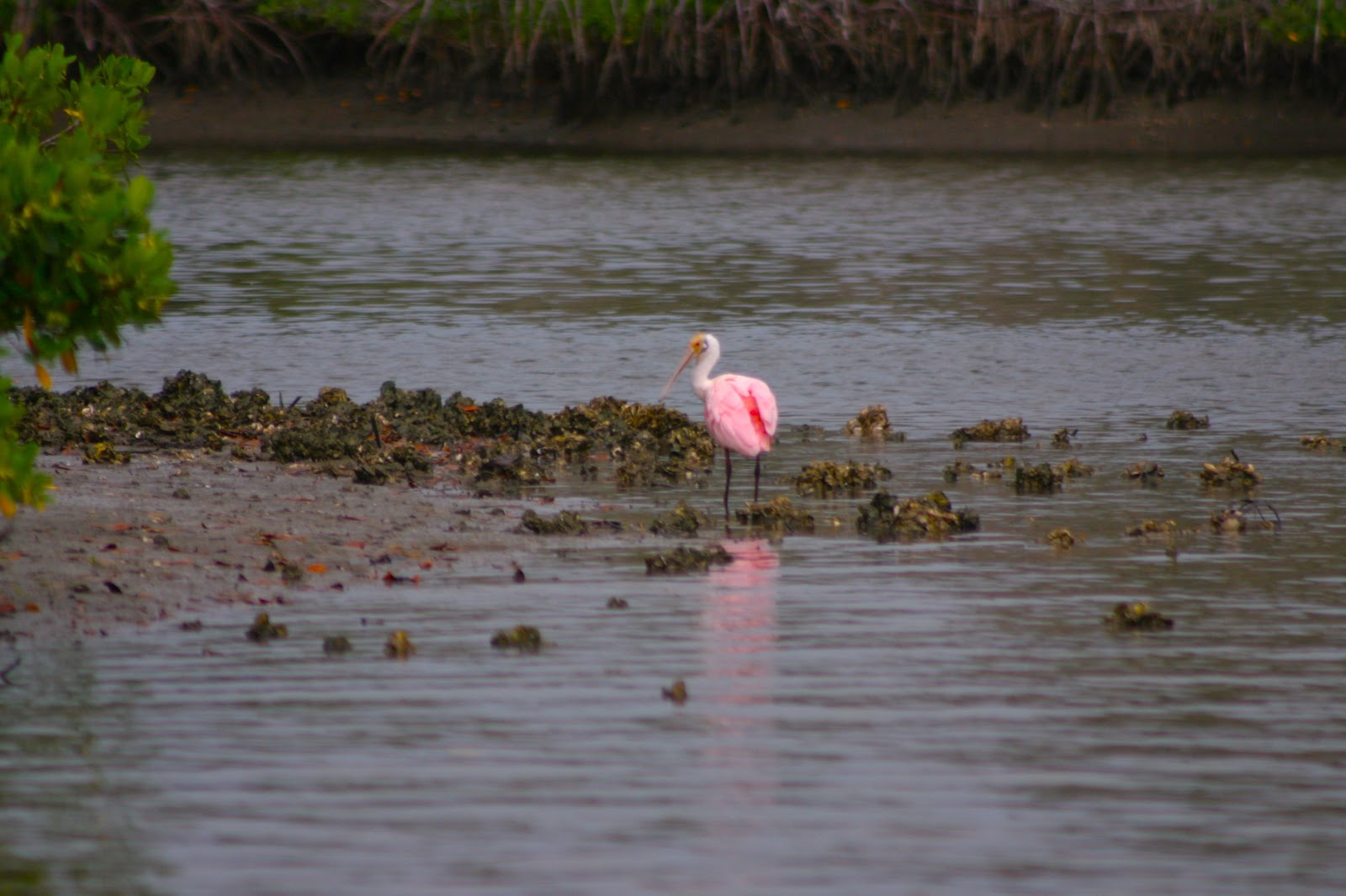 Community and Conservation - Reach and Teach Ministry, Inc. photo 42
